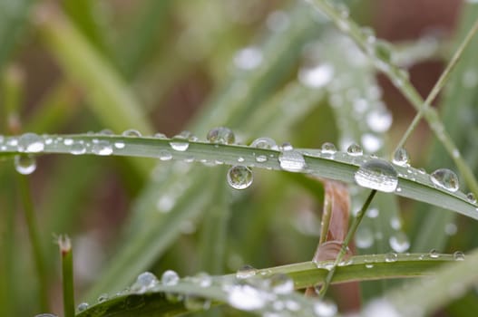 Closeup of the grass wet with dew