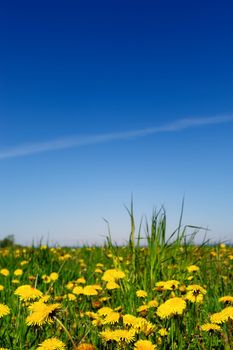 Boundless field of yellow dandelions on the horizon of sky
