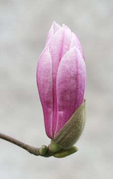 Spring flower close-up
