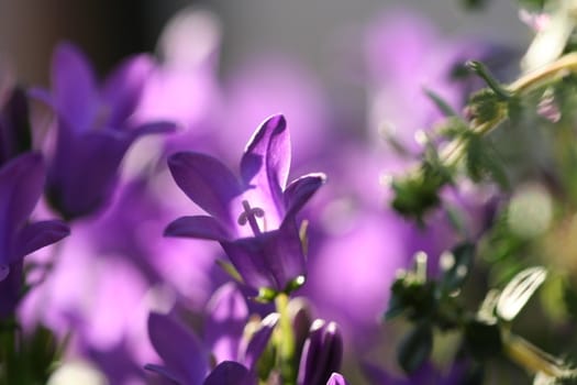 Purple flower close-up with selective focus