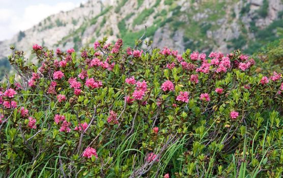 alpine landscape on summer with rhododendron flowers