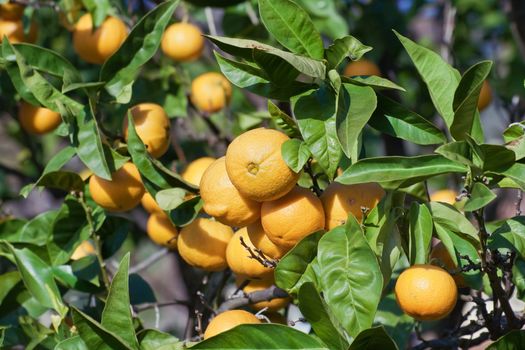 ripe oranges are hanging on a tree 