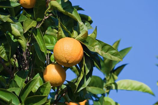ripe oranges are hanging on a tree under a bright blue sky