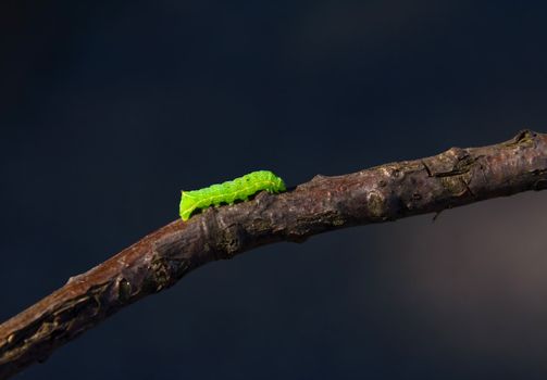 caterpillar walking on a twig