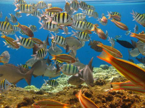 Tropical fishes and coral reef