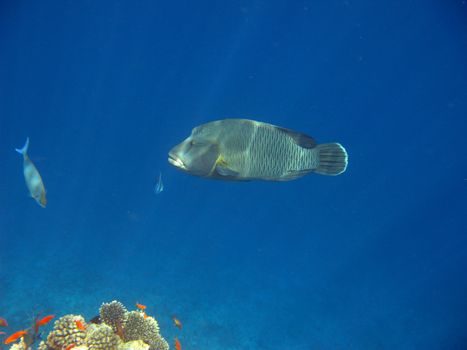 Tropical fish and coral reef