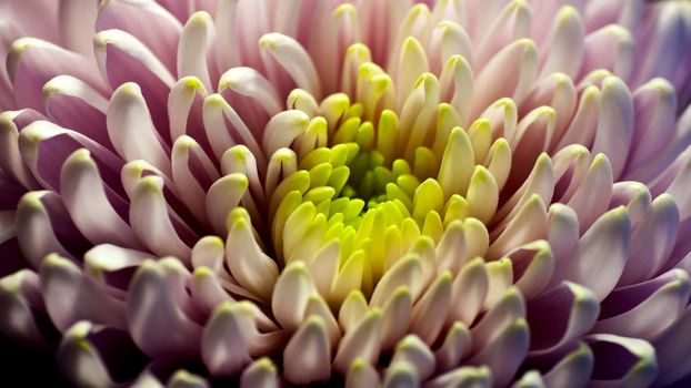 A closeup of a beautiful Chrysanthemum flower