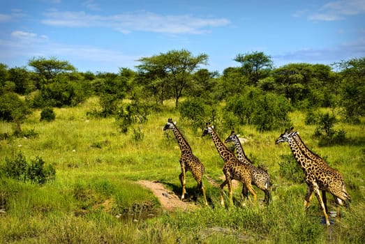 A group of giraffes crossing a stream in Serengeti