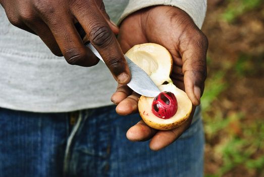 A man holding a Muscat nut in his hands
