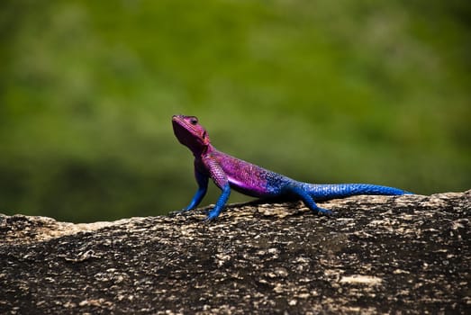 A colourful agama lizard sunbathing on a rock in africa