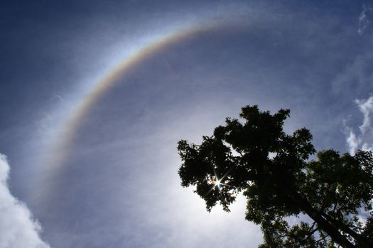 Backlit tree and halo, a meteorological phenomenon, in a cloudy sky. Sun is shining through branches.