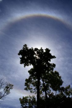 Backlit tree and halo, a meteorological phenomenon, in a cloudy sky.