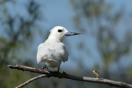 A White Frigate Bird (Gygis alba) is resting, perched on the branch of a casuarina tree.