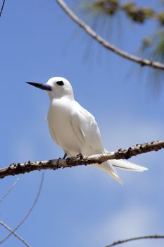 A White Frigate Bird (Gygis alba) resting on the branch of a casuarina tree against a blue sky