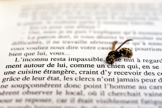 Bee reading a book