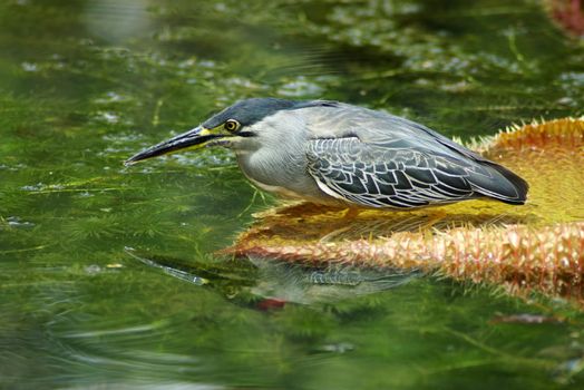 Butorides striatus, an aquatic bird on a water lily leaf, reflected in water