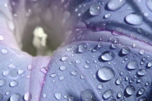 Dew drops formed on the petal of a wild flower. 