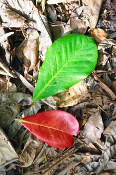 One red leaf and one green leaf on a bed of brown dead leaves
