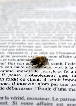 Bee reading a book