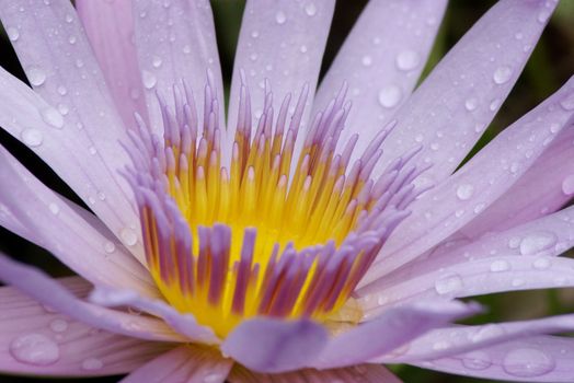 Drops of water clinging to the petals of a water lily flower