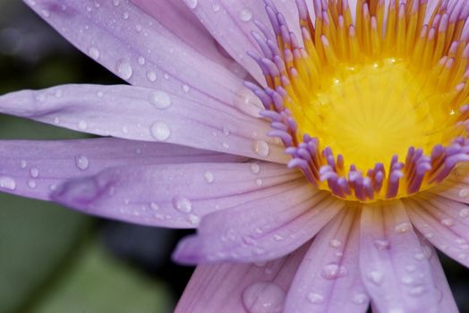 Drops of water clinging to the petals of a water lily flower