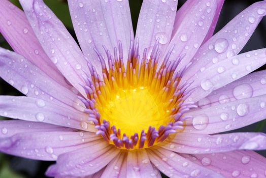 Drops of water clinging to the petals of a water lily flower