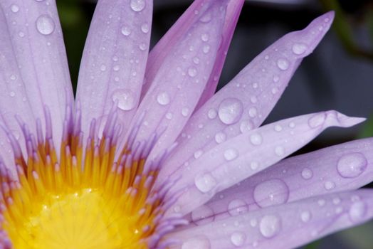 Drops of water clinging to the petals of a water lily flower