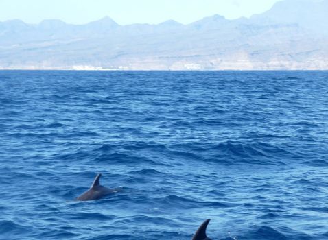 Dolphins swimming of the coast of Gran Canaria.