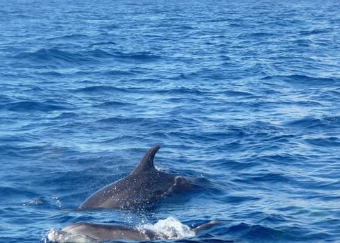 Dolphins swimming of the coast of Gran Canaria.