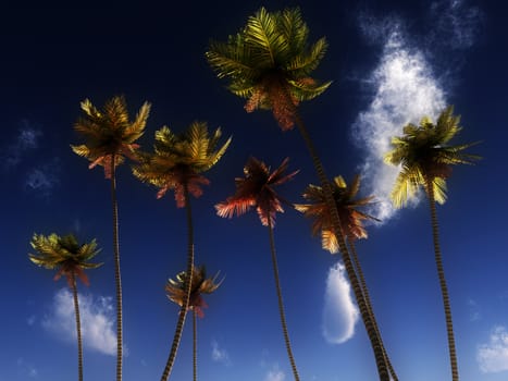 Palm trees against a tropical sky.