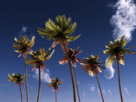 Palm trees against a tropical sky.