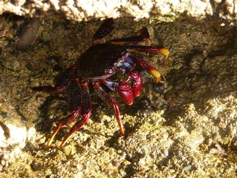 Tropical crab on costal rocks.