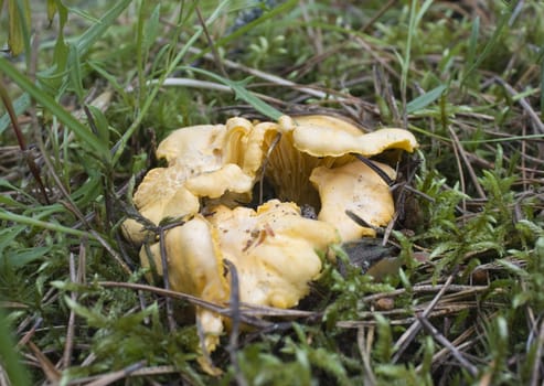 boletus mushrooms