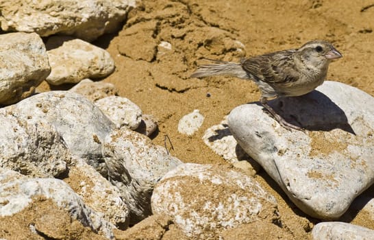 A female Mediterranean house sparrow tending to her nest 