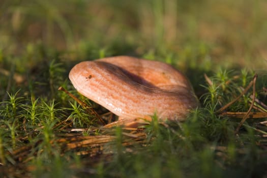 Lactarius deliciosus mushrooms