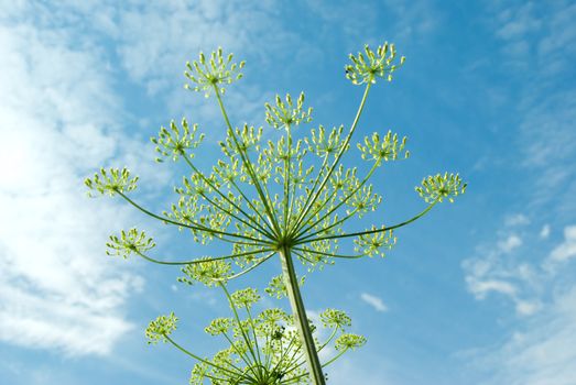 Years landscape with the blue sky and a plant.Apiaceae (Umbelliferae). 