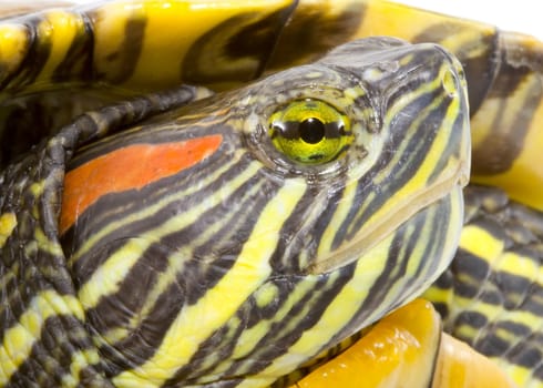 head and face of a turtle - Pseudemys scripta elegans - close up