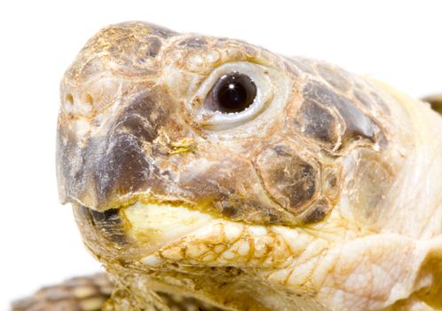 head and face of a tortoise - Testudo horsfieldi - on the white background - close up