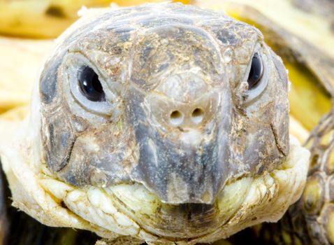 head and face of a tortoise - Testudo horsfieldi - close up