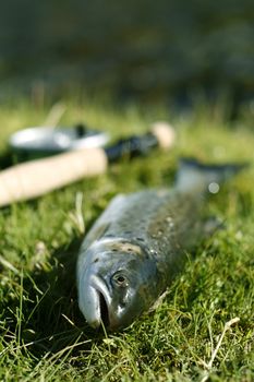 Freshly caught trout lying on the riverbank with fishing rod - shallow depth of field