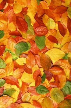Colorful background of beautiful autumn leaves - perfect for seasonal usage