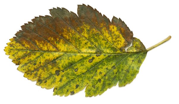 Isolated autumn leaf - this image is high resolution and very detailed and sharp
