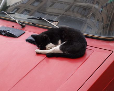 Cat on a hood of the car