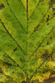 Texture of autumn leaf - this image is in very high resolution and incredibly detailed and sharp