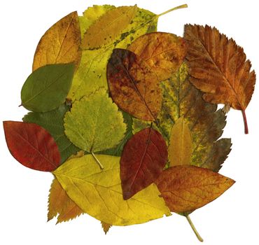 Isolated autumn leaves - this image is in very high resolution and incredibly detailed and sharp