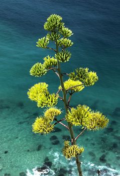 Aloe Vera - medicinal plant