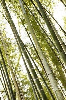 Low angle of bamboo forest trees.