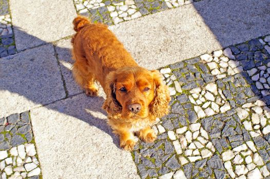 cocker spaniel