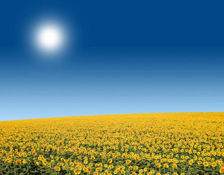 A beautiful field of sunflowers on a bright sunny day, in the south of France.