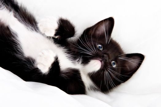 Adorable black and white kitten playing.